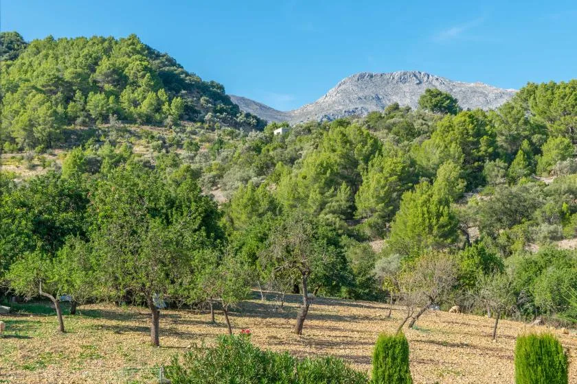 A wooded mountain landscape rises behind a sunlit orchard.