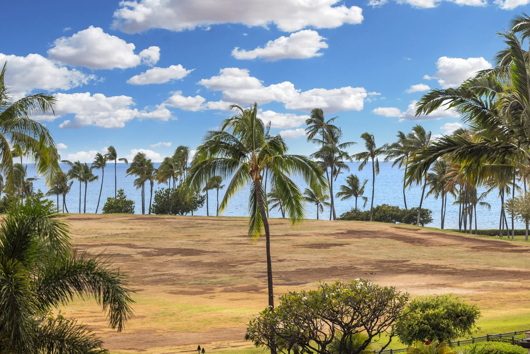 An open grassy field is lined with palm trees beneath a blue, cloud-filled sky.