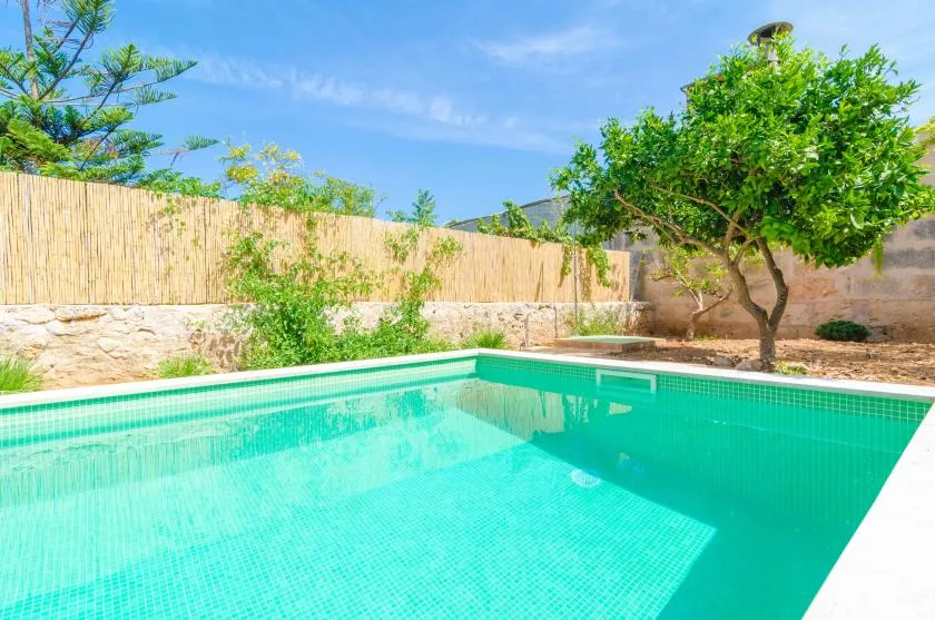 An outdoor swimming pool sits beside a leafy tree and a tall garden fence.