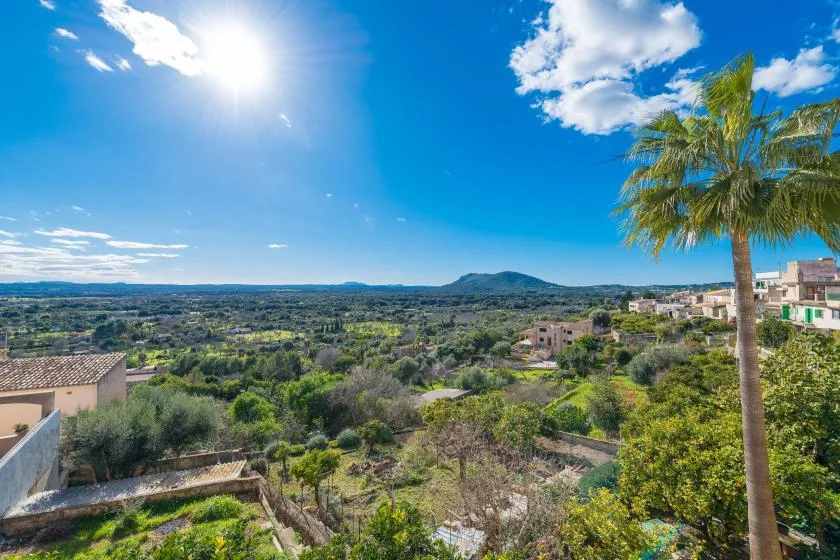A sunny countryside landscape with a palm tree and distant hills.