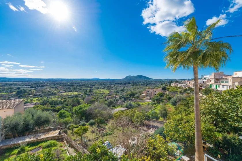 A sunny hillside landscape with a palm tree and distant buildings.