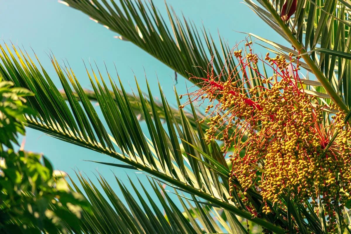 Jardín y azotea