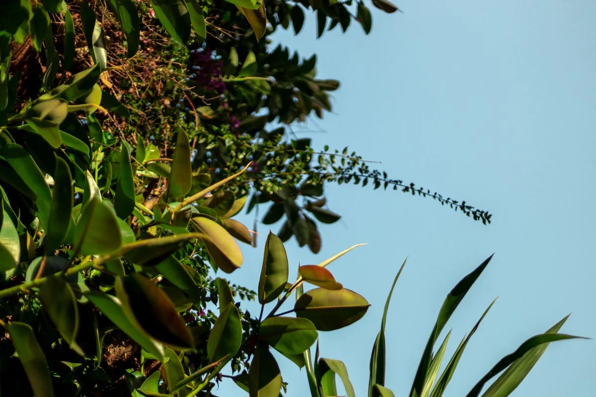 Jardín y azotea