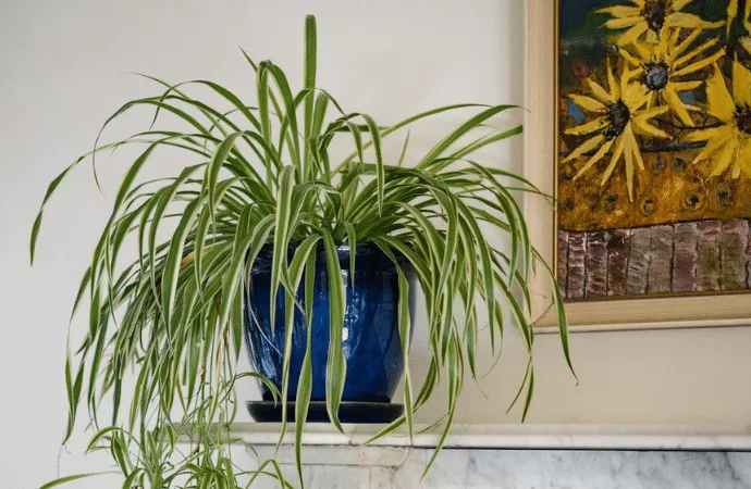 Planta sobre una chimenea