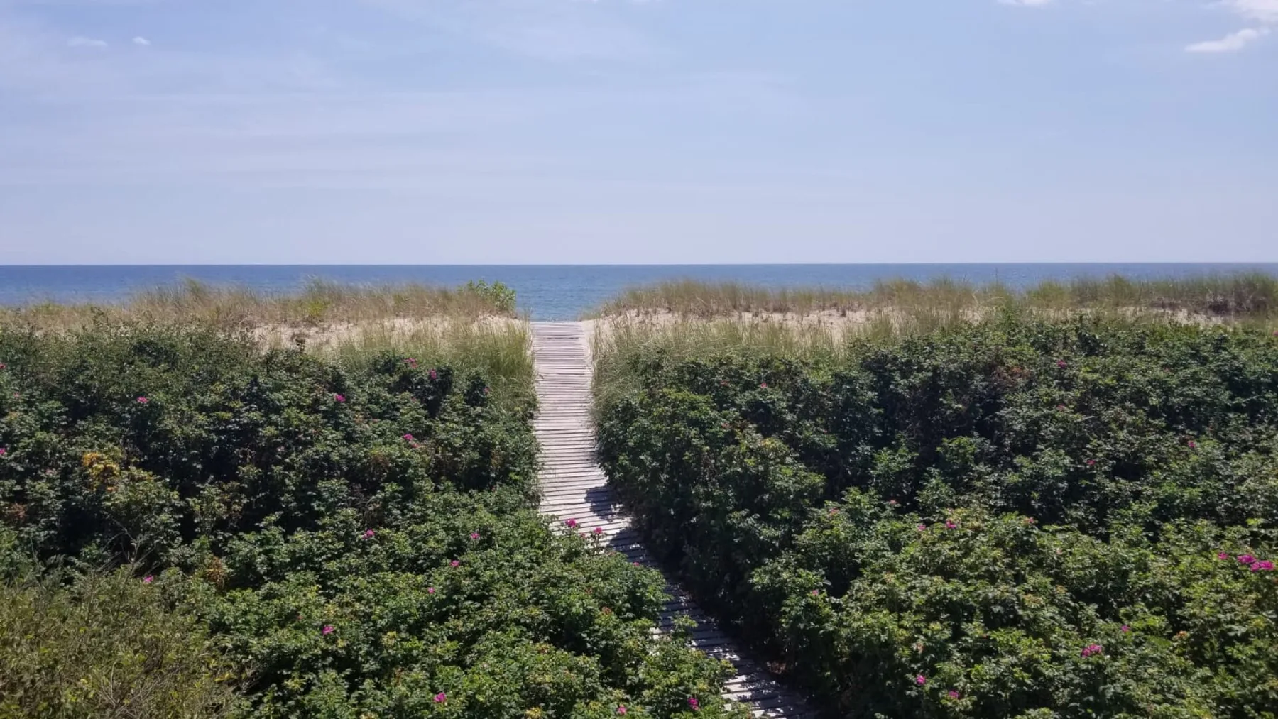 Un sendero de arena atraviesa la vegetación costera hacia el mar.