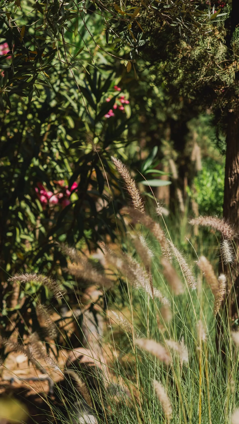 Sendero por los jardines