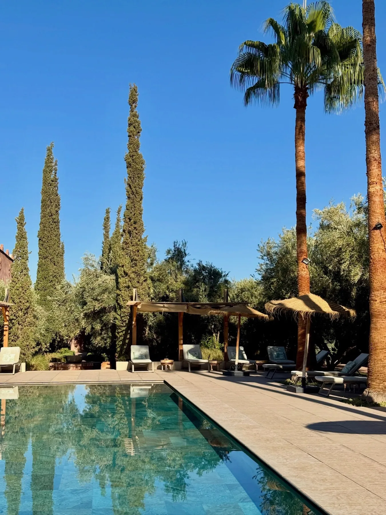 Piscina y palmeras