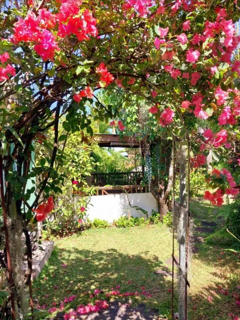 Arco de buganvillas que conduce hacia la pérgola