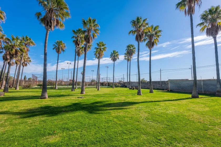 A grassy outdoor recreation area with palm trees and fenced courts.