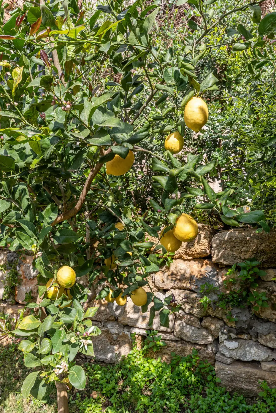 Jardín frondoso con limones en un árbol junto a un muro de piedra.