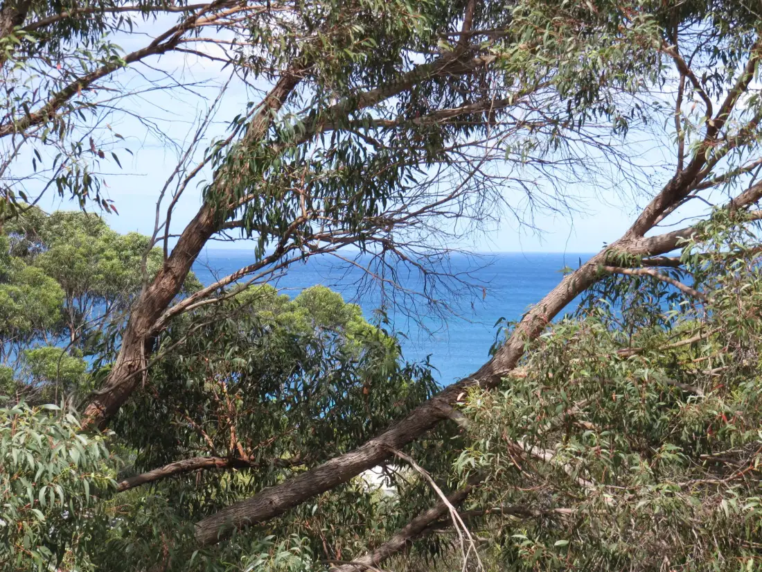 Ocean water is visible through leafy branches in this coastal landscape.