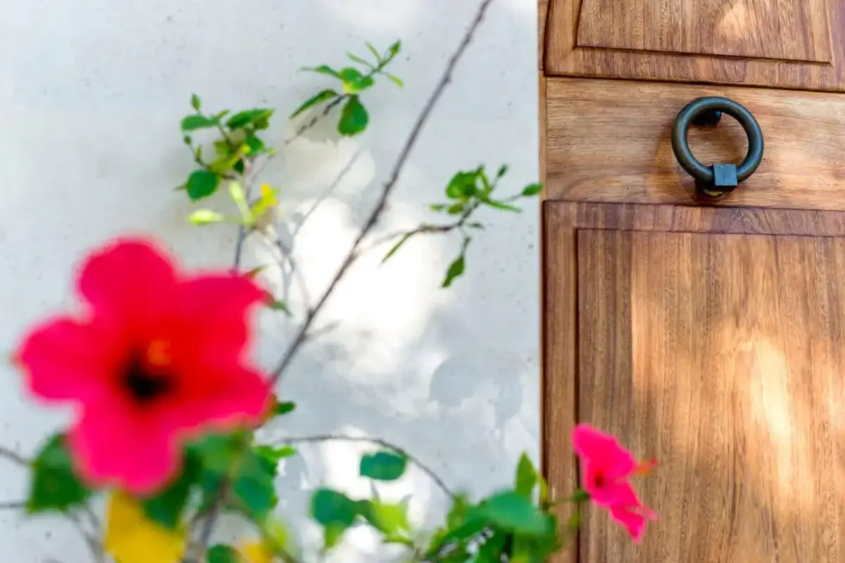 A wooden door beside a flowering plant against a light wall.