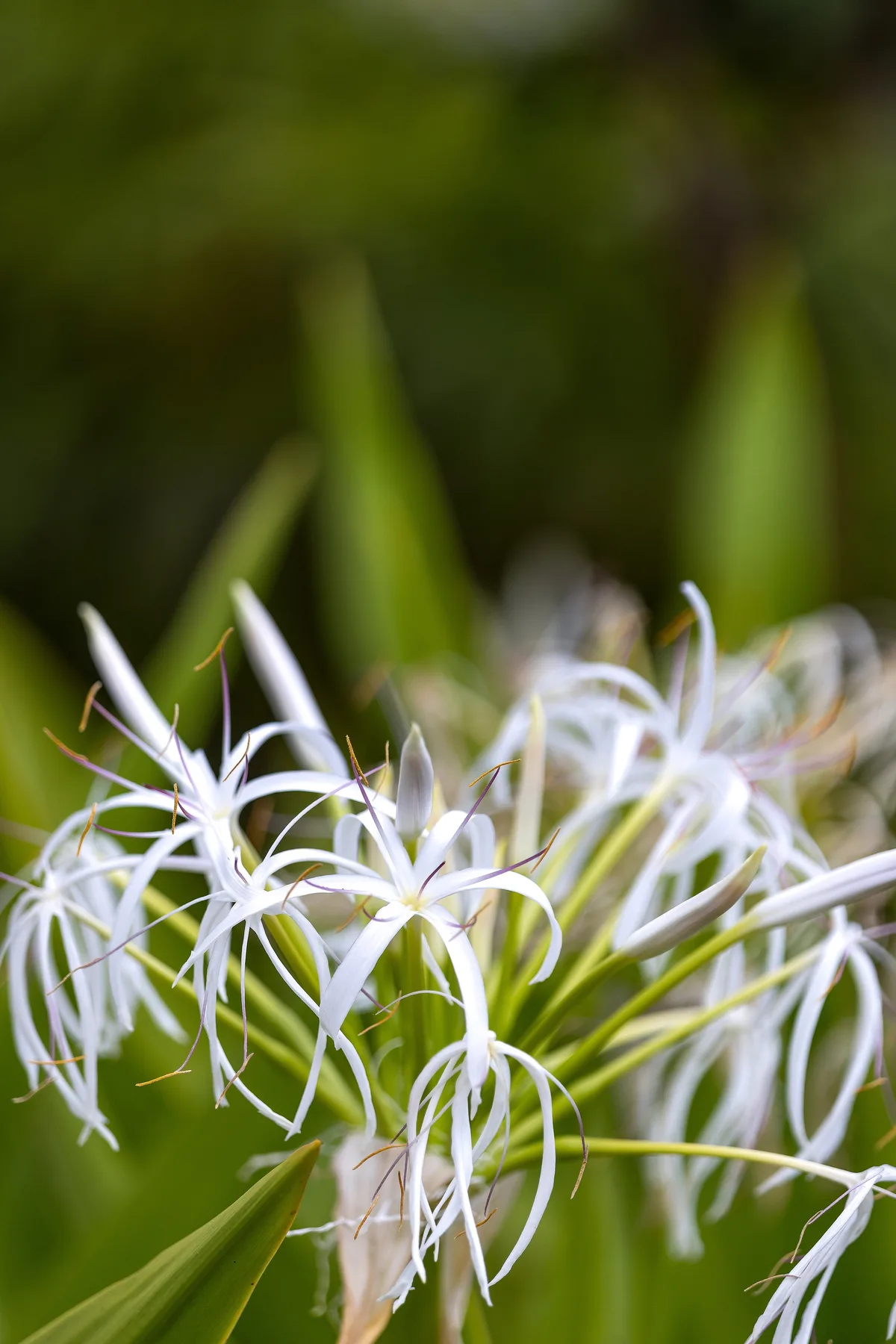 A cluster of delicate white flowers stands against a softly blurred green background.