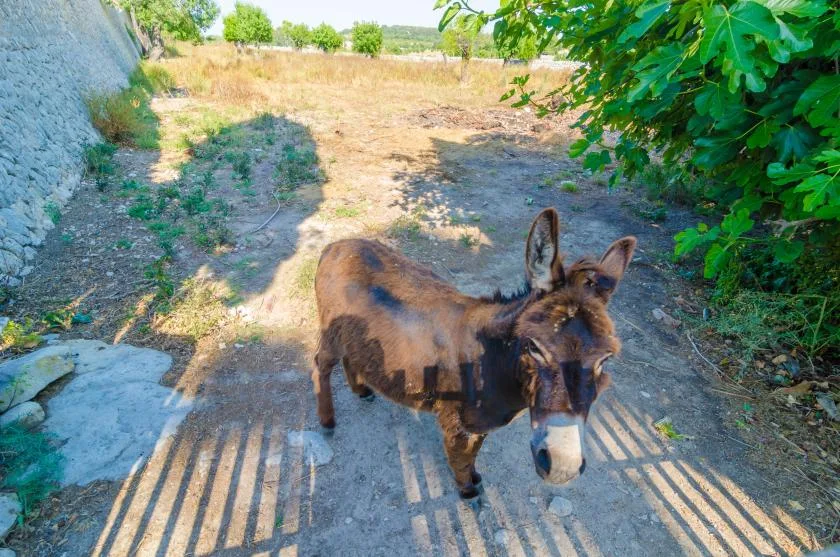 A donkey stands on a dirt path beside leafy trees.