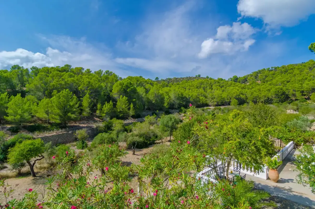 Un paisaje de colinas verdes con árboles, arbustos y un camino pavimentado bajo un cielo azul.