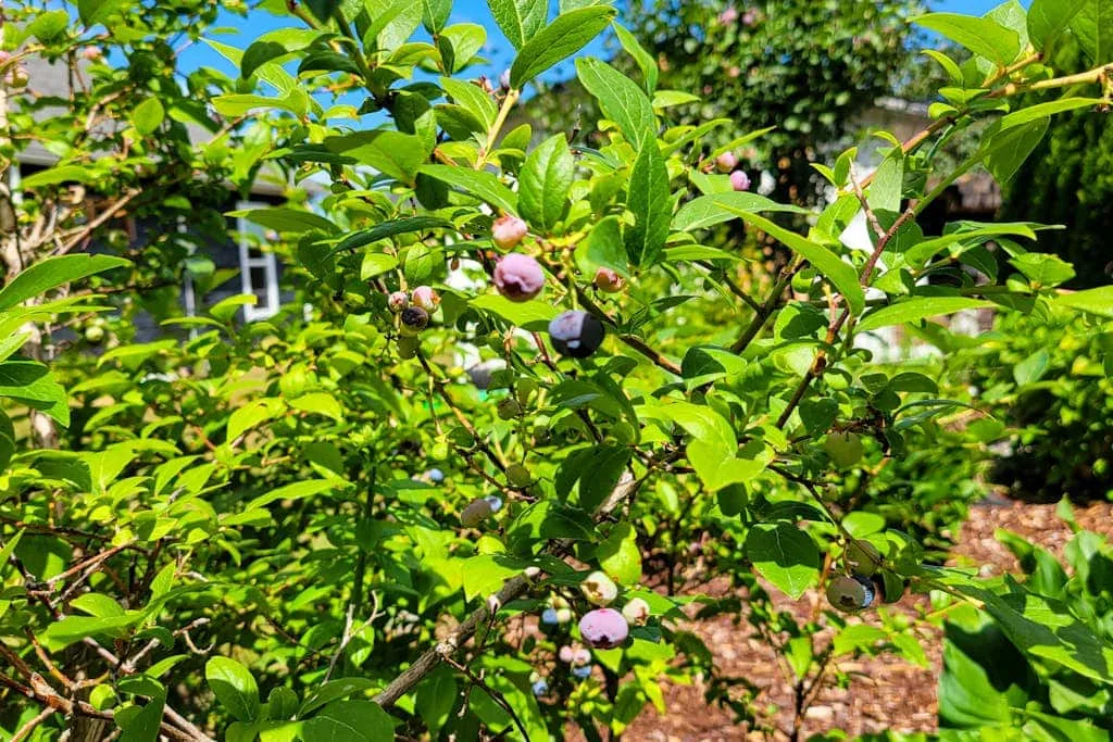 A leafy garden shrub bears clusters of small berries.