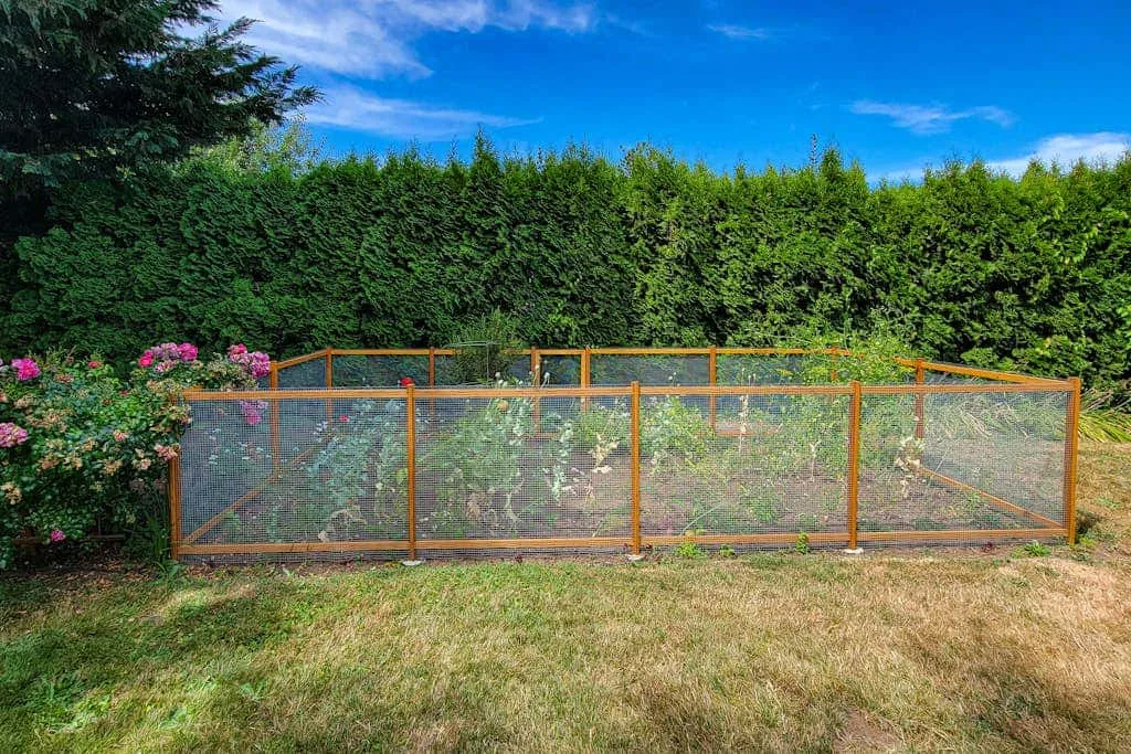 A fenced garden area sits in a grassy yard bordered by tall hedges.