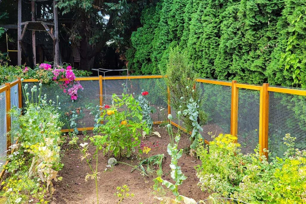 A fenced garden with flowering plants and tall green hedges.
