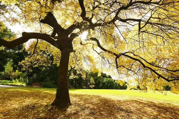 A large tree with golden leaves shades a grassy park in sunlight.