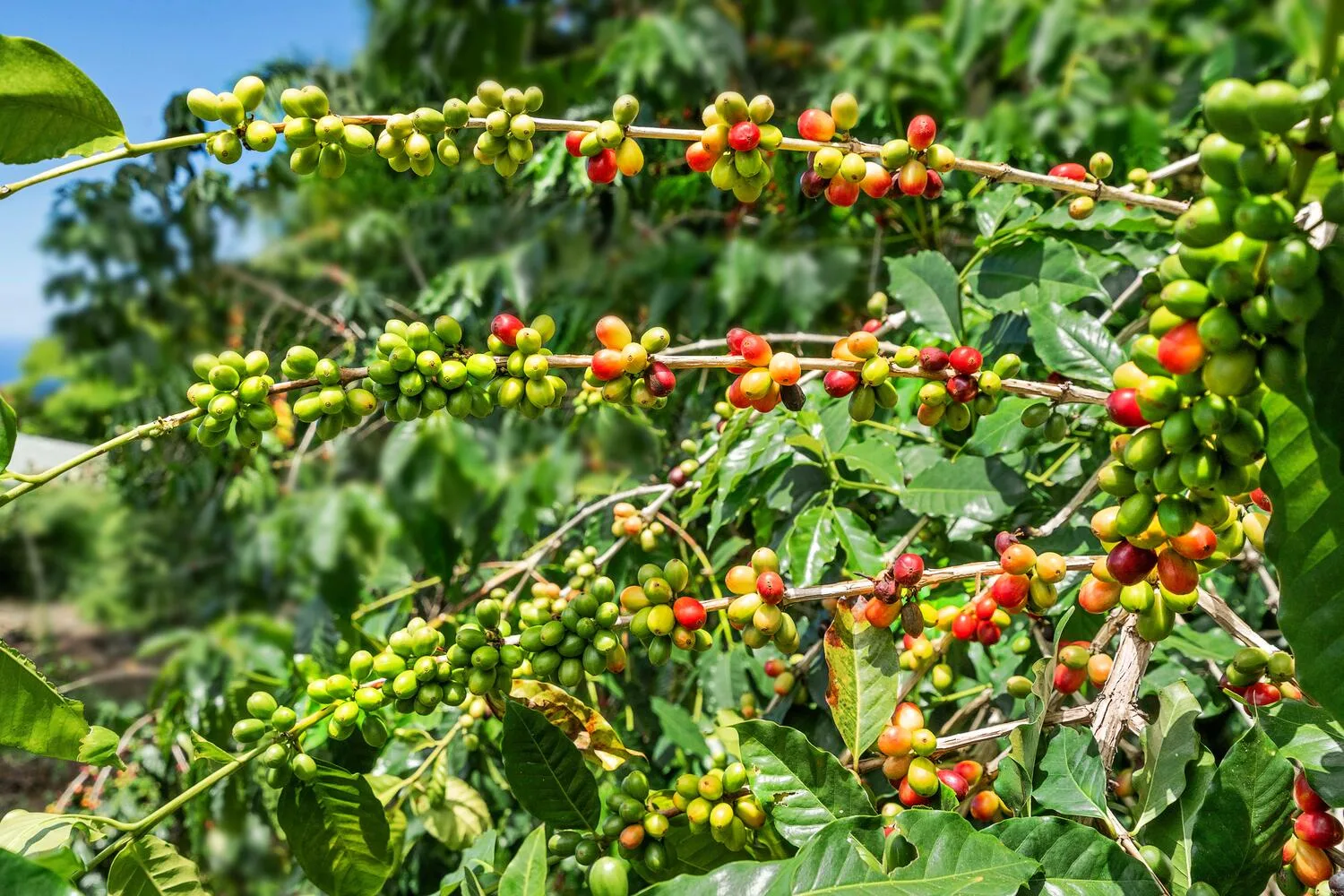 Ramas de café con racimos de frutos verdes y rojos en maduración entre hojas.