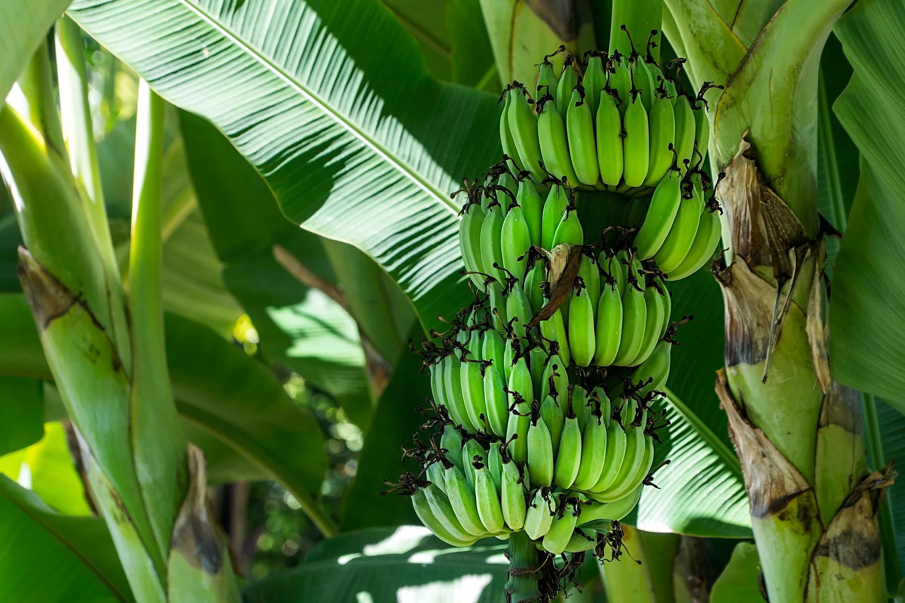 Un racimo de bananas verdes cuelga entre amplias hojas de banano.