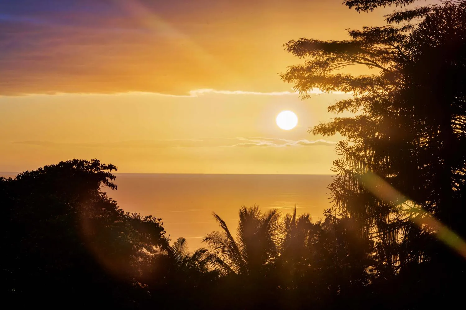 El sol brillante se pone detrás de árboles en silueta bajo un cielo dorado.