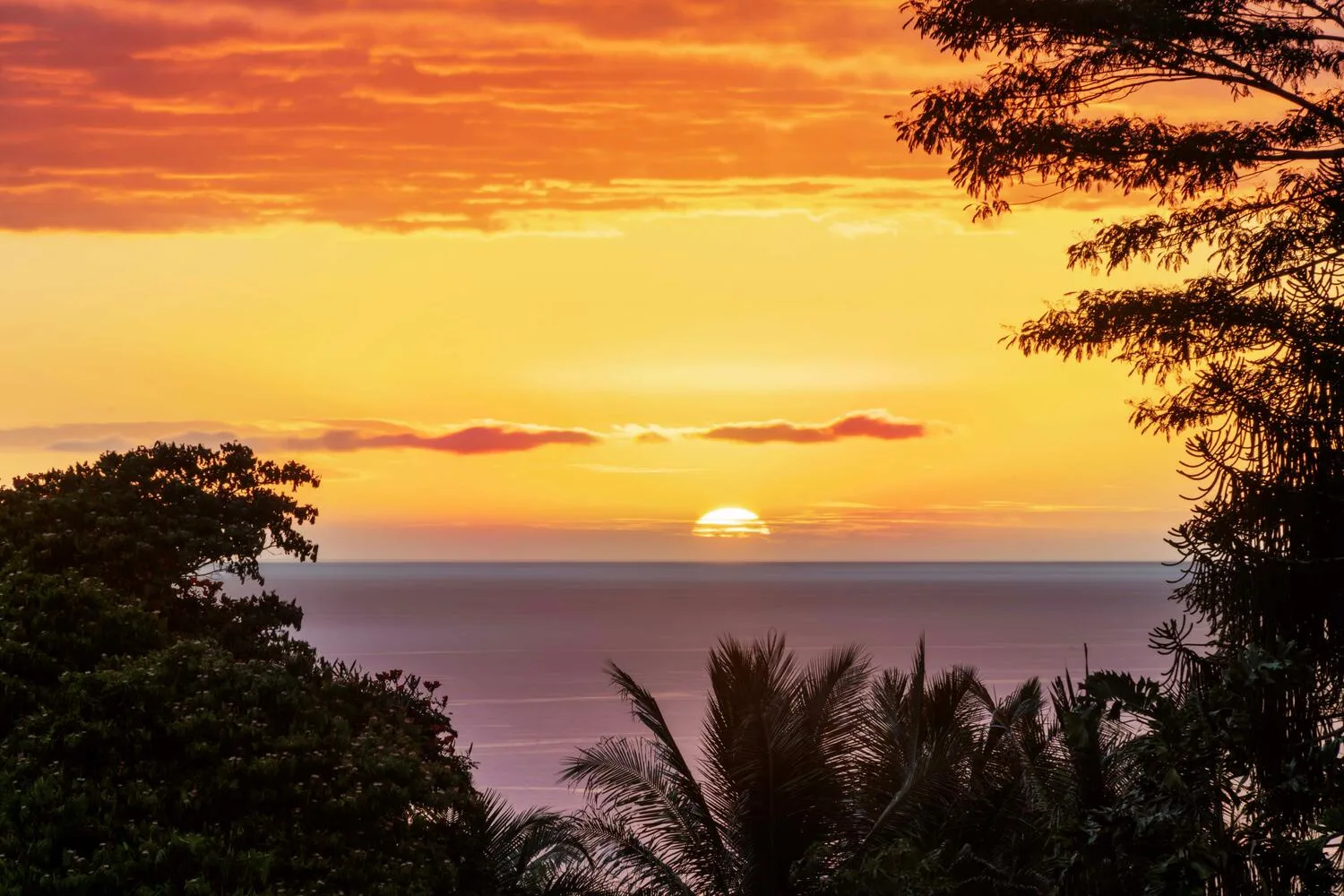 Un atardecer intenso ilumina el océano, enmarcado por árboles en silueta.