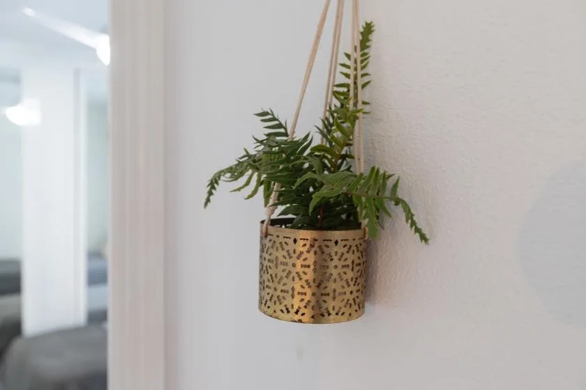 A hanging fern in a patterned planter decorates a light-colored wall.