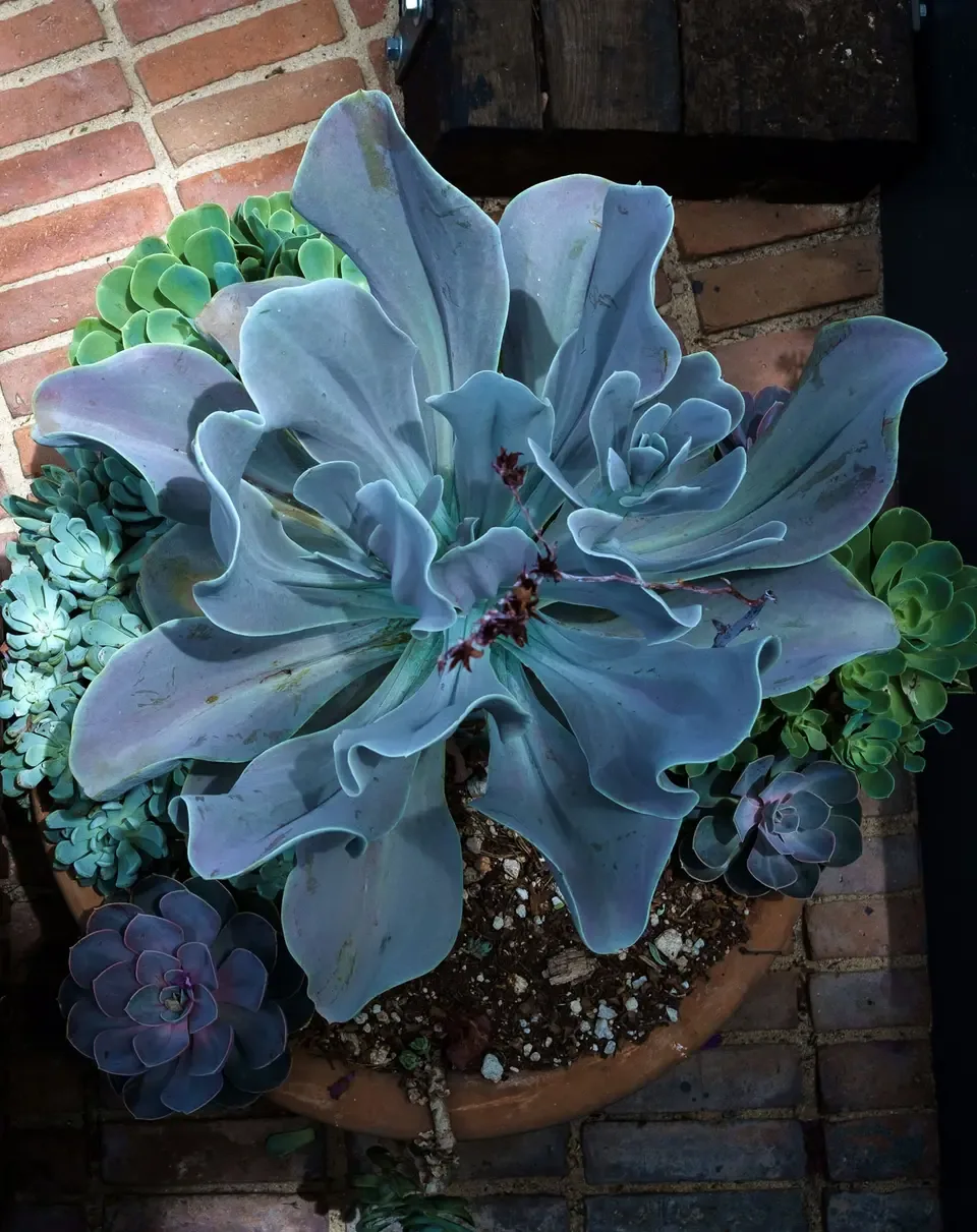 Hotel Criol plants