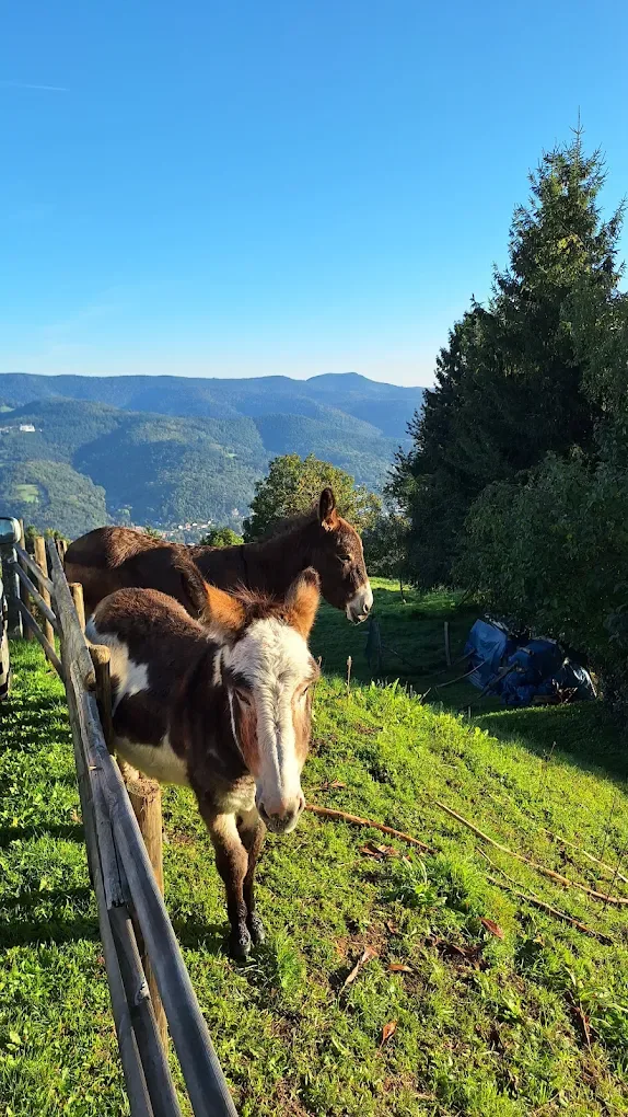 Actividades en los alrededores de la posada