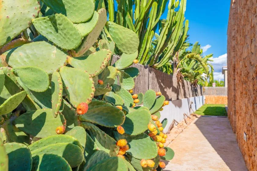 Un sendero exterior soleado pasa junto a una pared de cactus de higo chumbo.