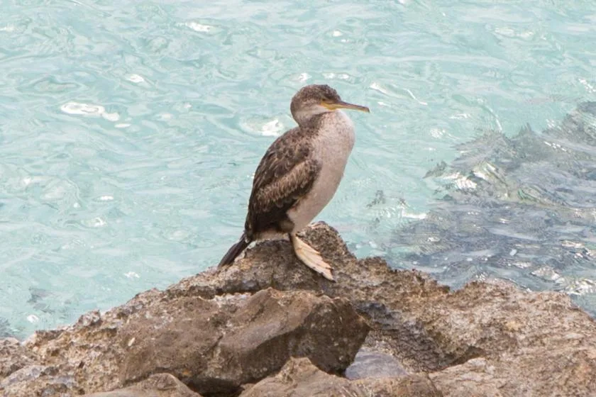 Un ave marina está sobre una roca junto a agua turquesa clara.