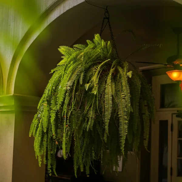 Large drooping plant.