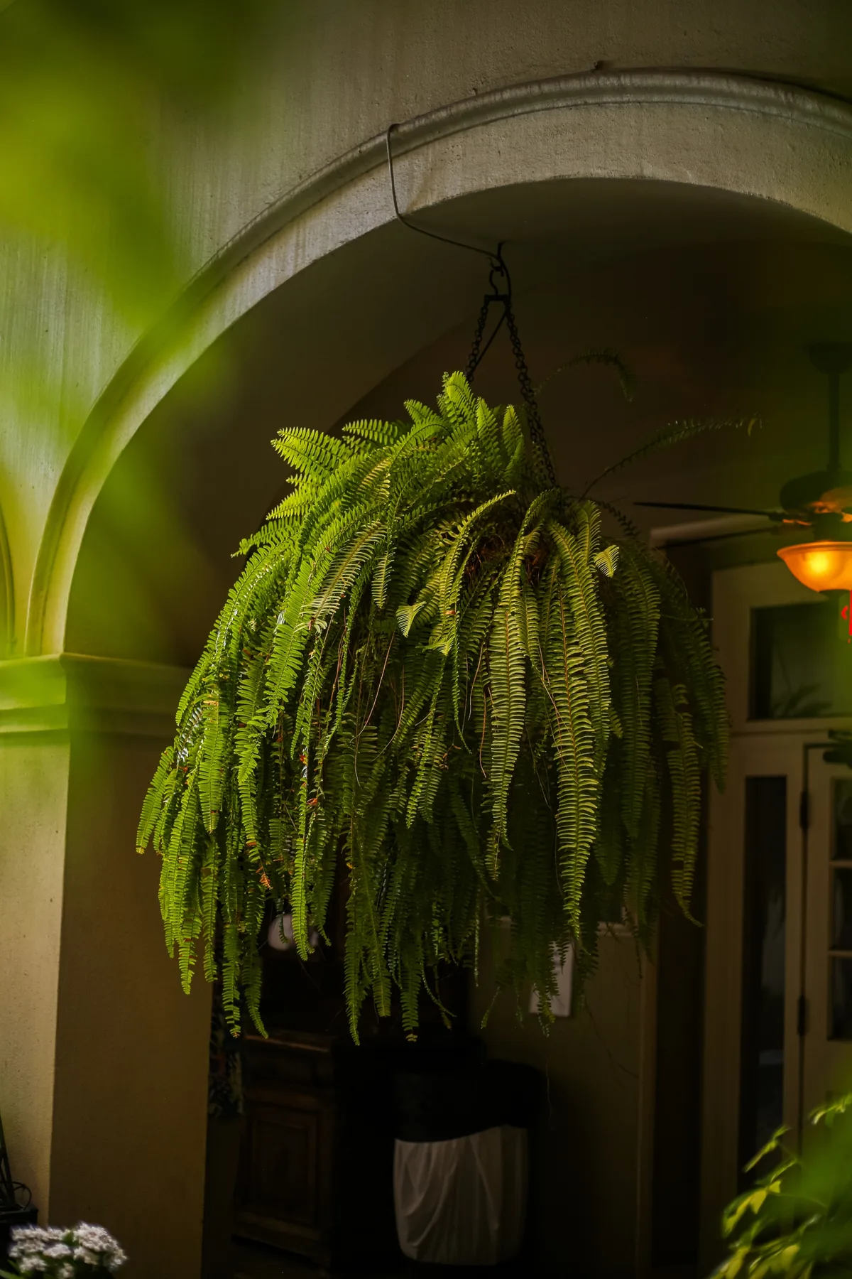 Large drooping plant.