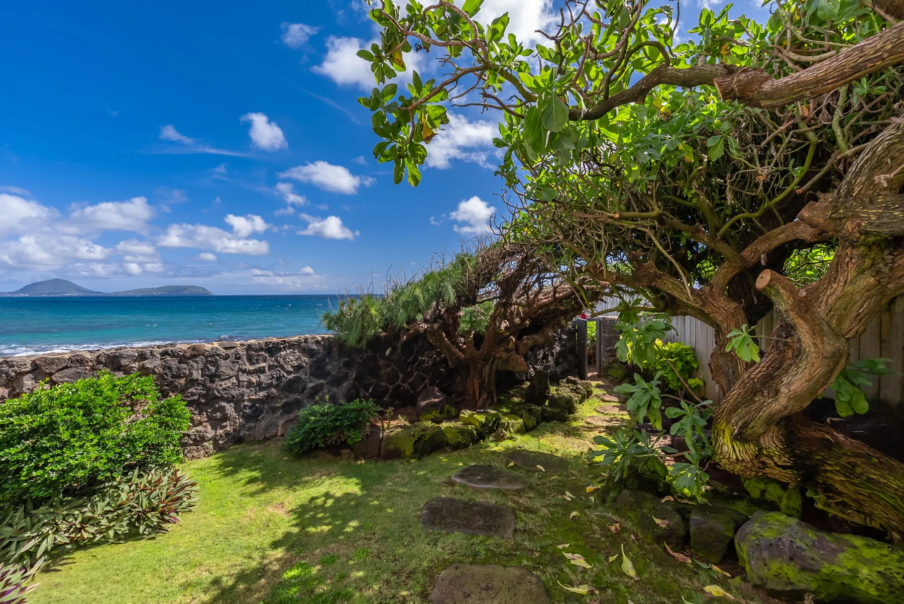 A garden path beneath a large tree leads toward a stone wall and ocean.