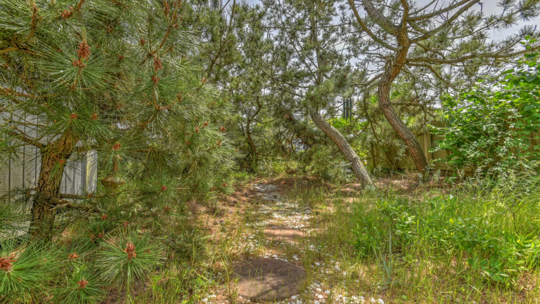 A narrow dirt path winds through a wooded garden with pine trees and grasses.