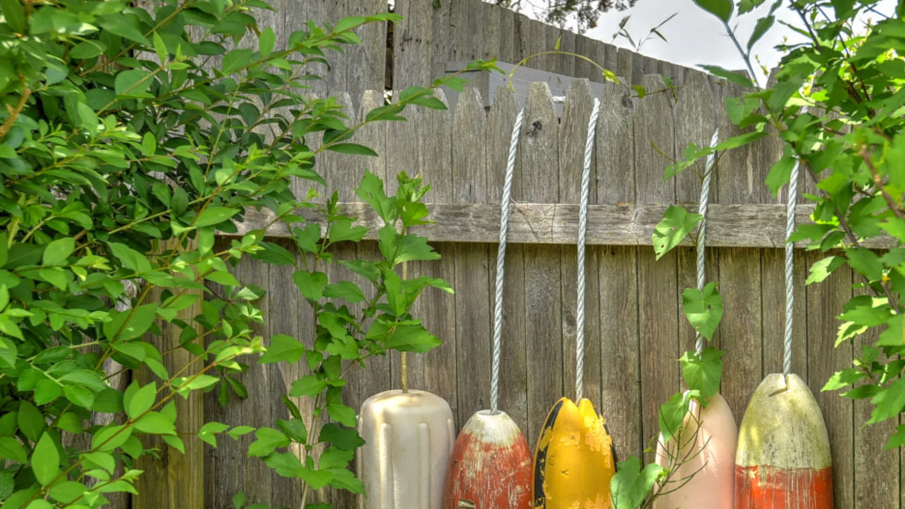 A weathered wooden fence is partly covered by green vines and hanging buoys.