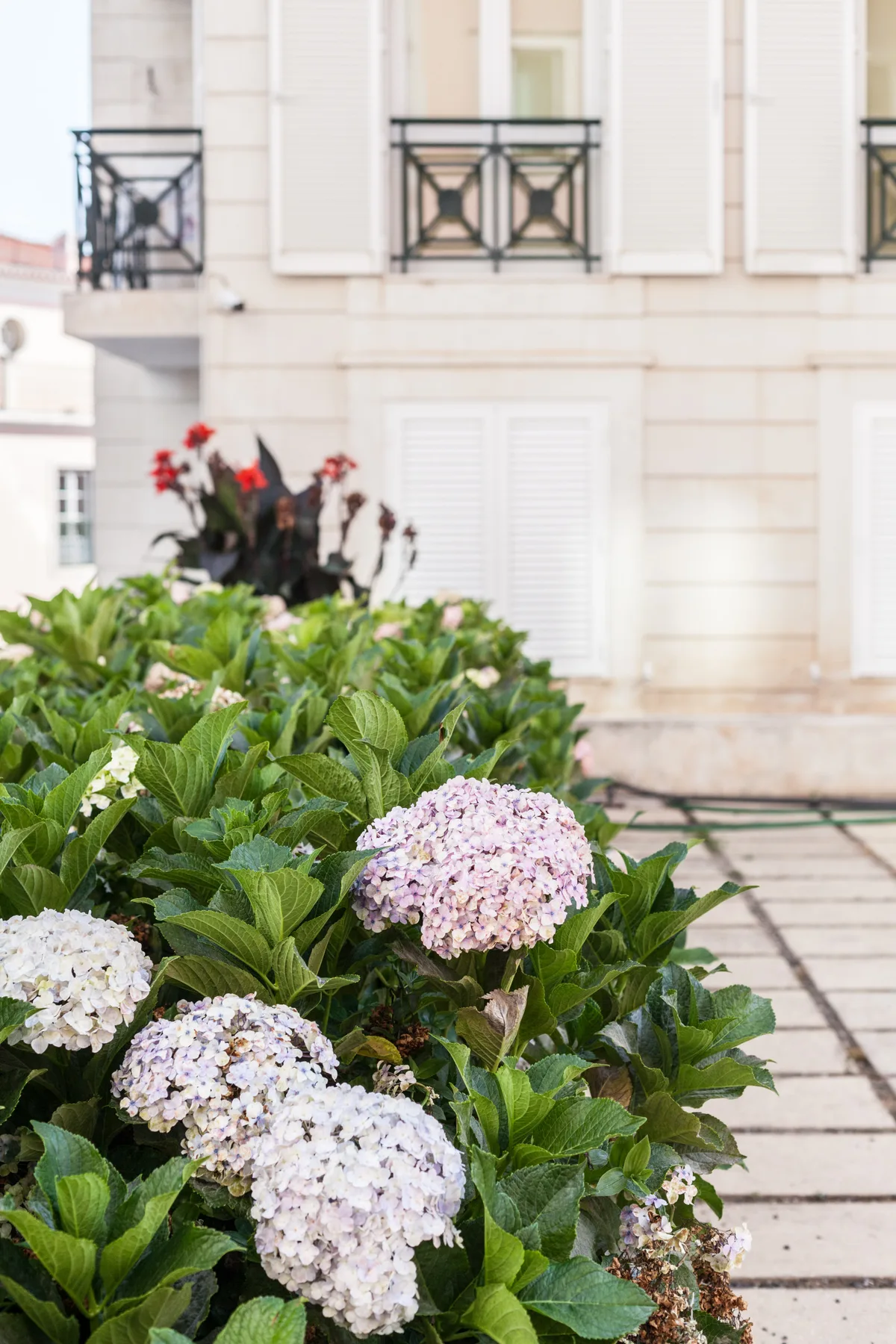 Plantas con flores llenan un jardín junto a un edificio claro.