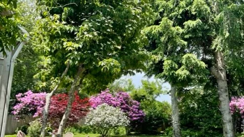 Un jardín frondoso con arbustos en flor bajo árboles maduros.