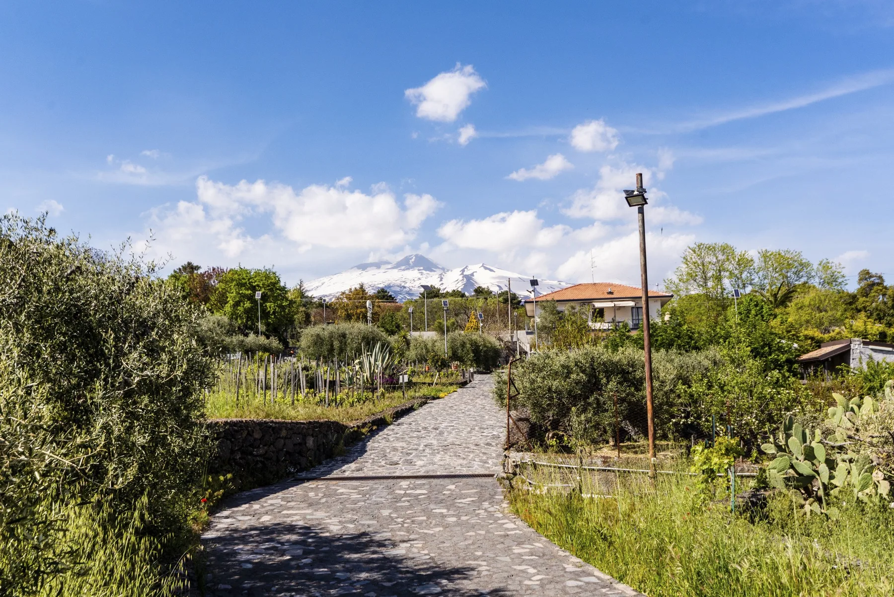 Un sendero pavimentado serpentea entre la vegetación, con una montaña a lo lejos.