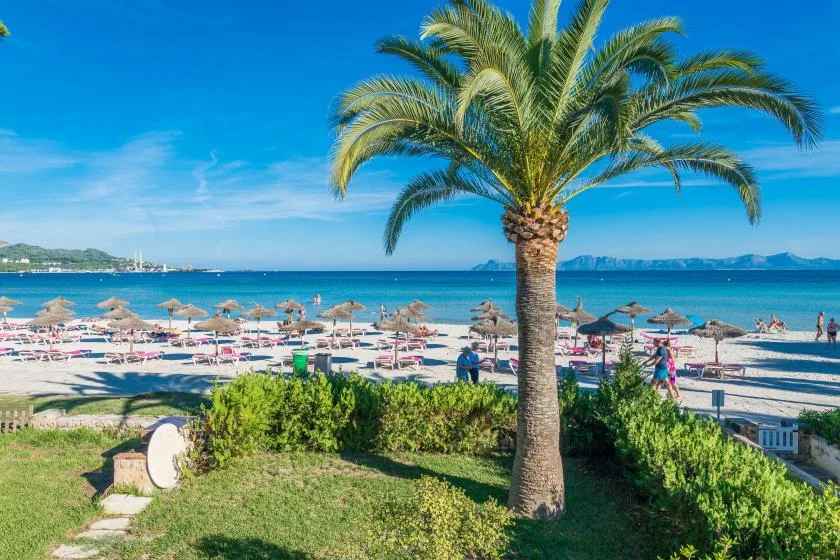 A palm tree overlooks a sandy beach with rows of sun umbrellas and the sea beyond.