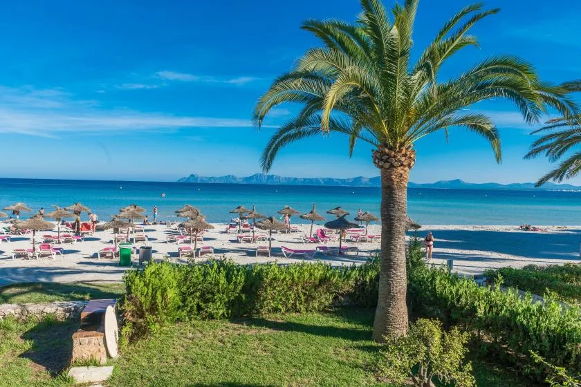 A palm tree overlooks a sandy beach with rows of umbrellas beside the sea.