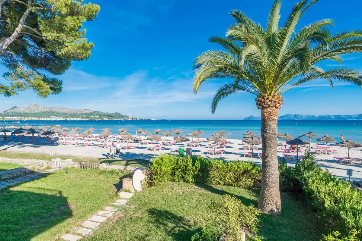A beachfront scene with rows of umbrellas and a palm tree beside the shore.