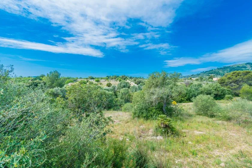 A grassy clearing surrounded by shrubs and trees beneath a blue sky.