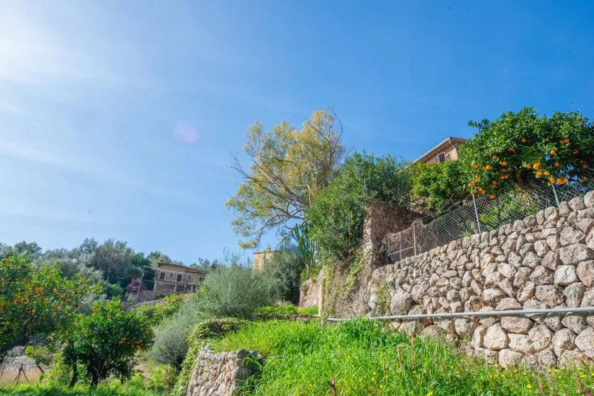 A hillside garden with a stone retaining wall and fruit trees under a blue sky.