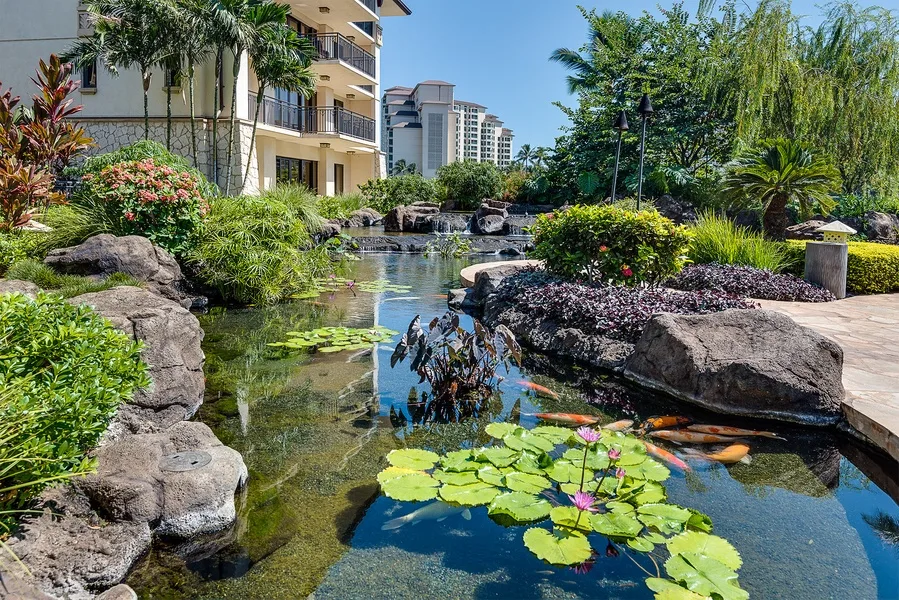 A landscaped pond with lily pads and fish sits beside a paved walkway and apartment buildings.