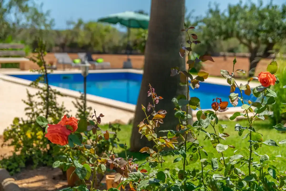 Una piscina exterior está rodeada de rosales en flor.