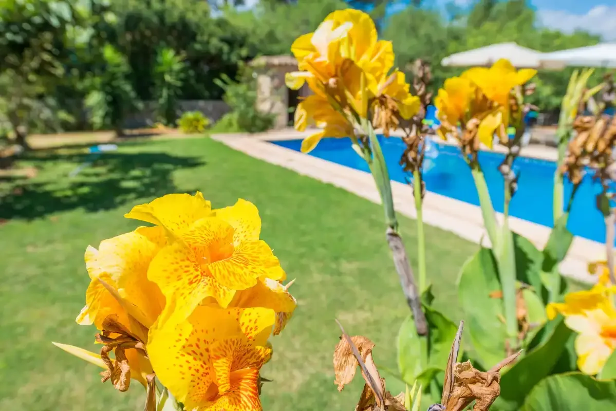 Yellow flowers in the foreground overlook a swimming pool and lawn.