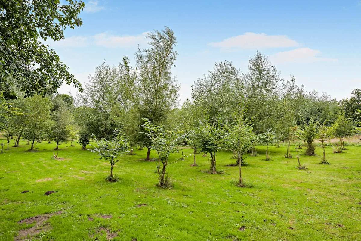A grassy garden with young trees beneath a clear sky.