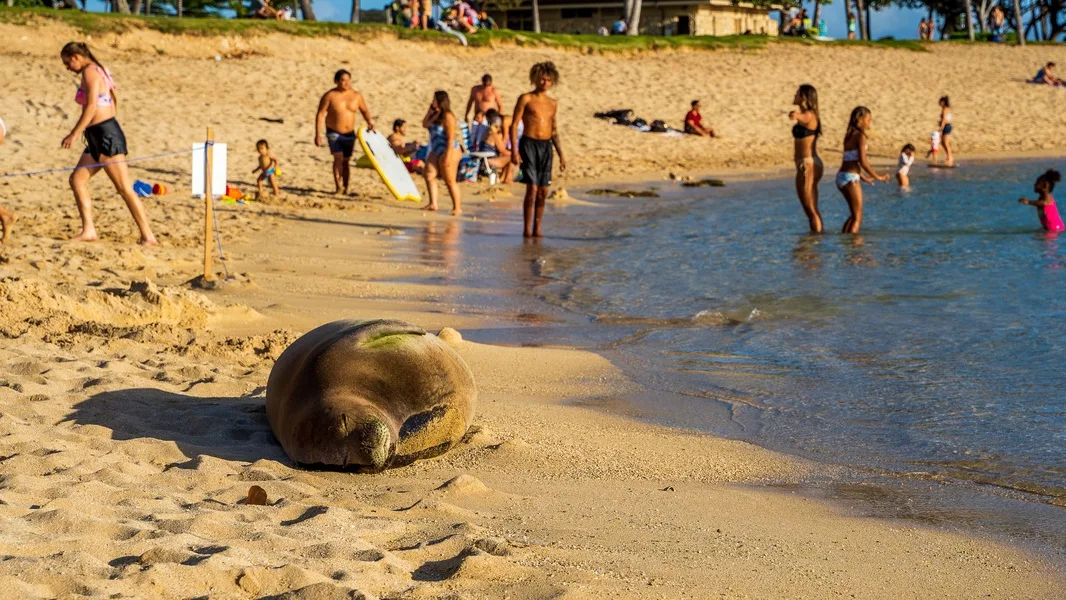 Una playa de arena con personas vadeando el agua y un león marino descansando en la orilla.